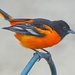 Baltimore Oriole by paintdipper