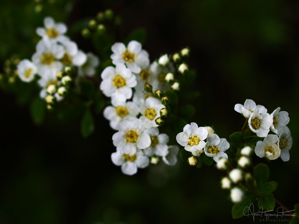 Tiny white flowers… by atchoo