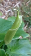 17th May 2017 - Arum Lilly