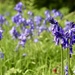 137/365 - The Bluebell by wag864