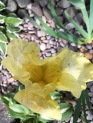 13th May 2017 - Iris Flower