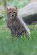 17th May 2017 - Cheetah Cub