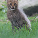 Cheetah Cub by leonbuys83