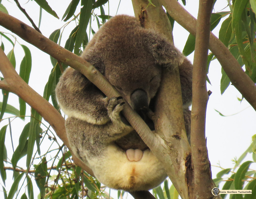 flasher by koalagardens