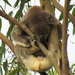 flasher by koalagardens