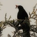 DSCN1775 blackbird with worm by marijbar
