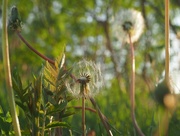 15th May 2017 - seeds...