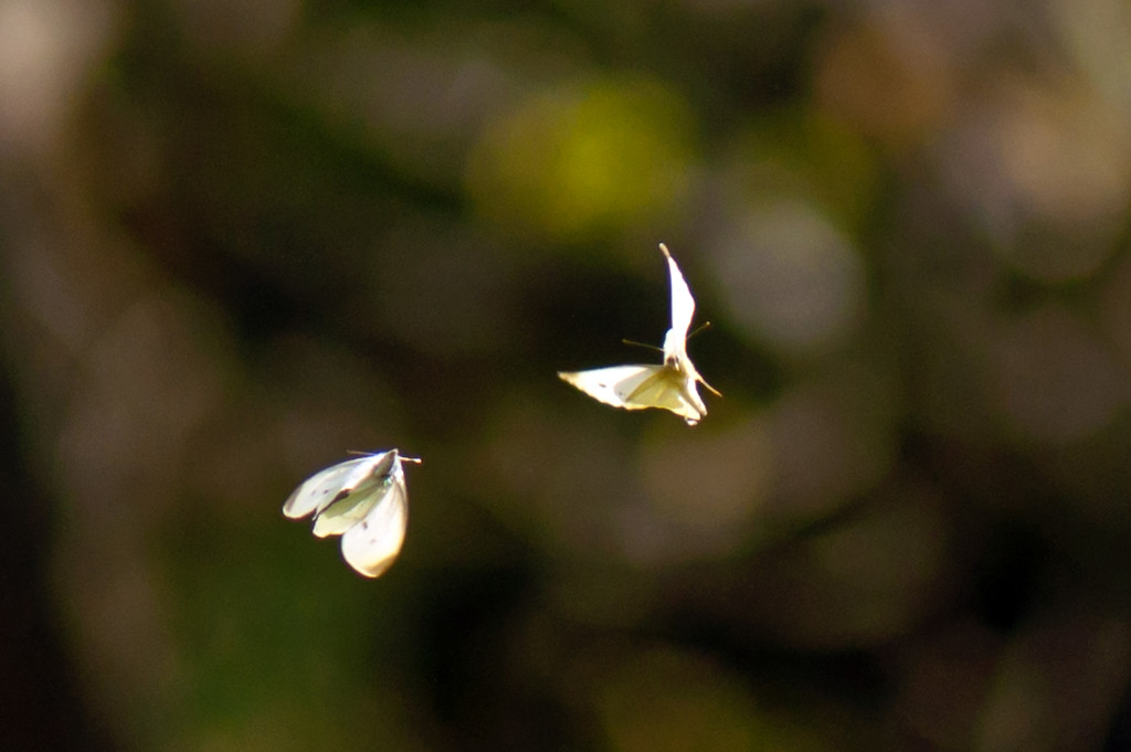 Cabbage Moth Dance by dianen