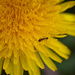 A teeny tiny ant by dianen