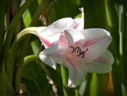 17th May 2017 - Milk and wine Lily-LHG_7290 