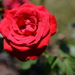 Rose in Rose Garden by sfeldphotos