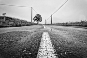 17th May 2017 - PLAY May - Sony 16mm f/2.8: Trees & Posts & Lines