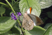 17th May 2017 - Great Orange Tip Underside