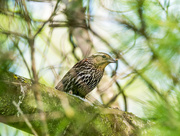 17th May 2017 - Female Red-winged Blackbird in a pine tree