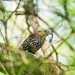 Female Red-winged Blackbird in a pine tree by rminer