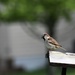 Backyard brown bird by caitnessa