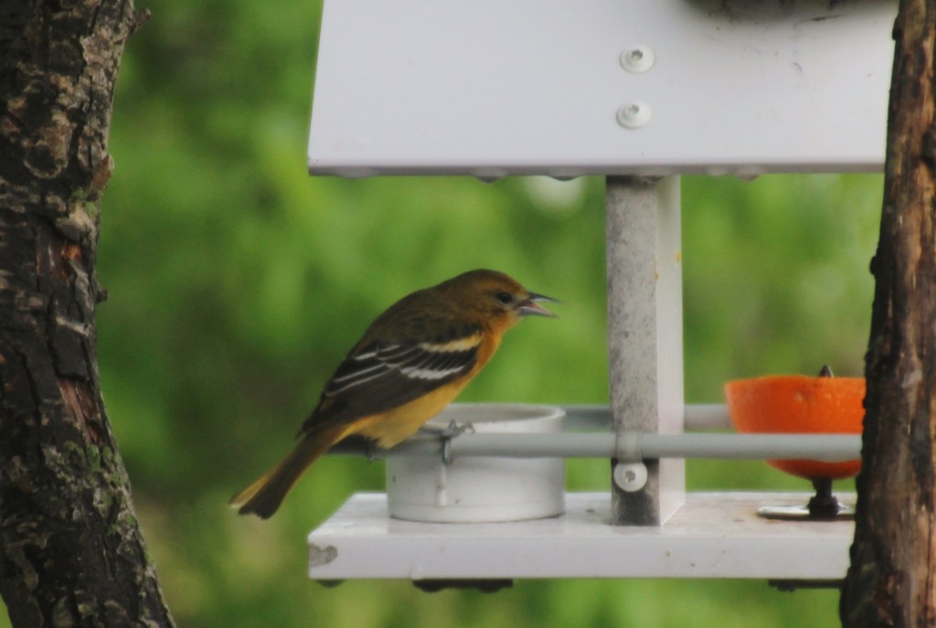 Immature Male Baltimore Oriole by bjchipman