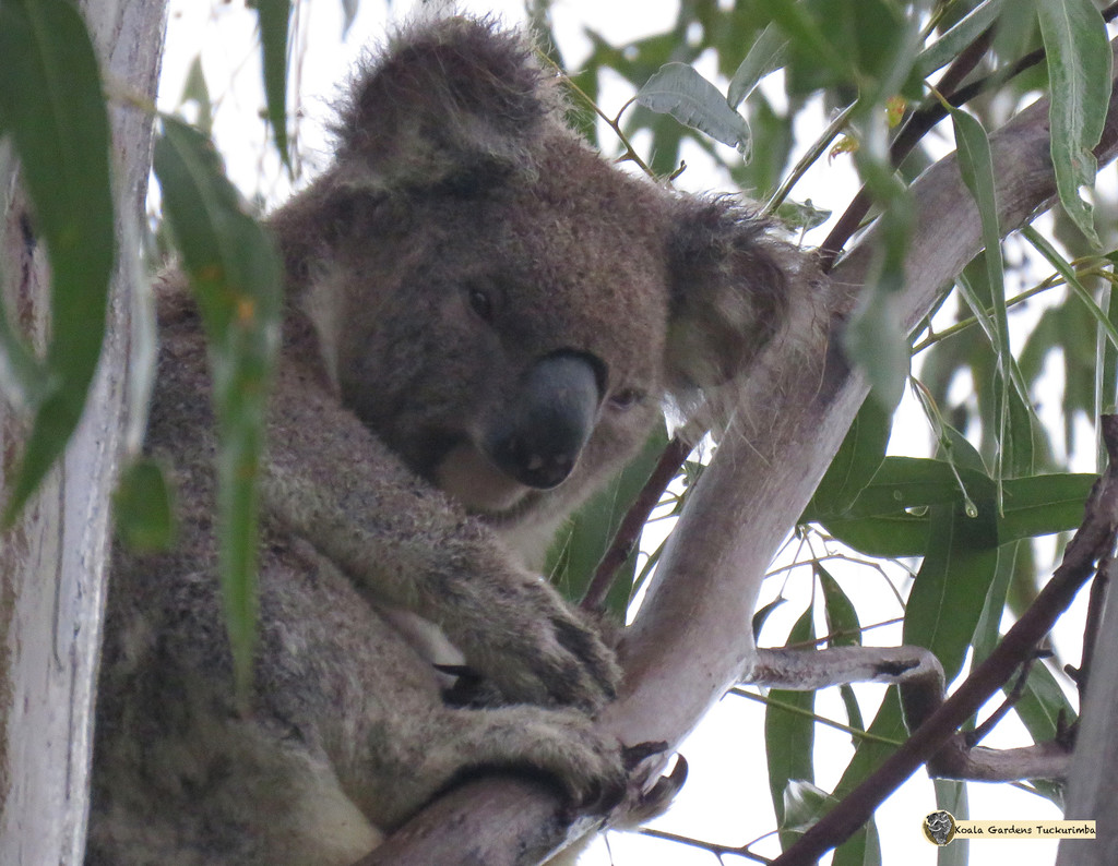 contrite by koalagardens