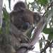 contrite by koalagardens