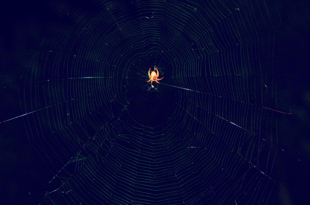 There Once Was a Spider by 365projectorgkaty2