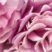 Petal Sweet Roses by gardenfolk