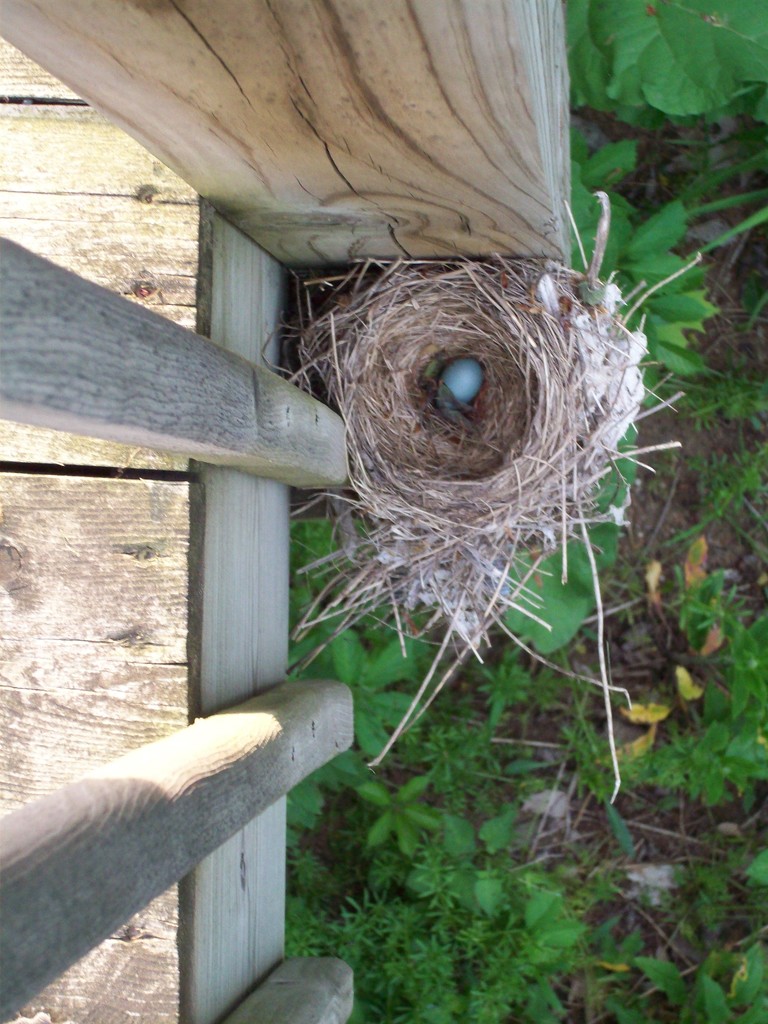 nest by stillmoments33