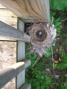 18th May 2017 - nest