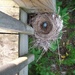 nest by stillmoments33