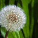 Dandelion by seattlite