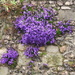 Purple Flowers by davemockford