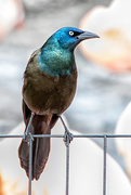 18th May 2017 - Grackle