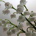 DSCN1788 lily of the valley by marijbar