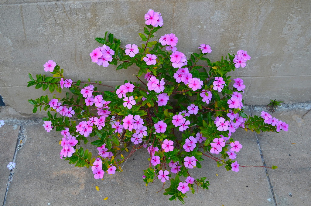 Impatiens growing in a crack in the sidewalk by congaree