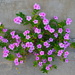 Impatiens growing in a crack in the sidewalk by congaree