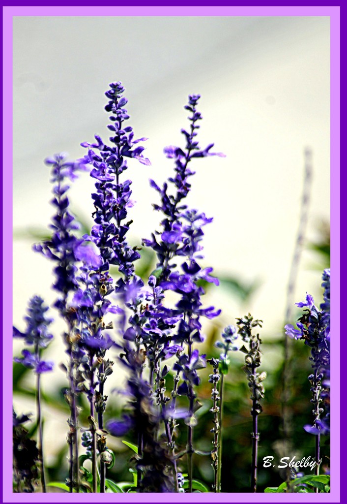 A Touch of Lavender by vernabeth