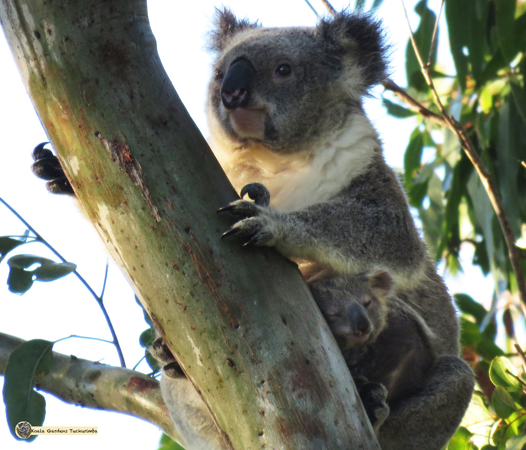 sleep tight by koalagardens