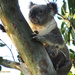 sleep tight by koalagardens