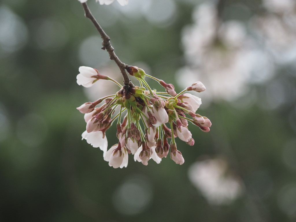 Cherry Blossoms by selkie