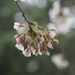 Cherry Blossoms by selkie