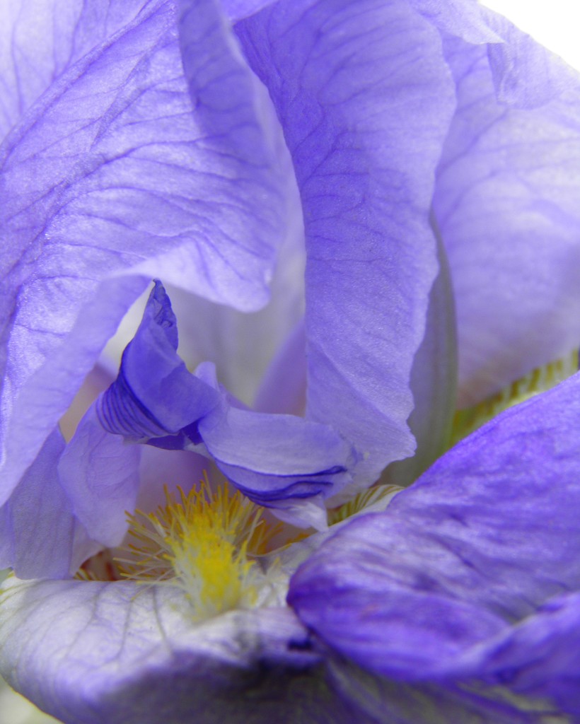 Iris close up by daisymiller