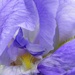 Iris close up by daisymiller