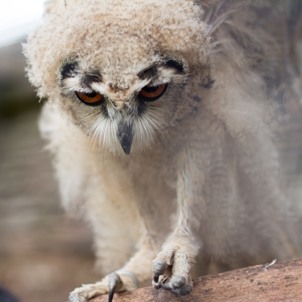 fluffy owl by callymazoo