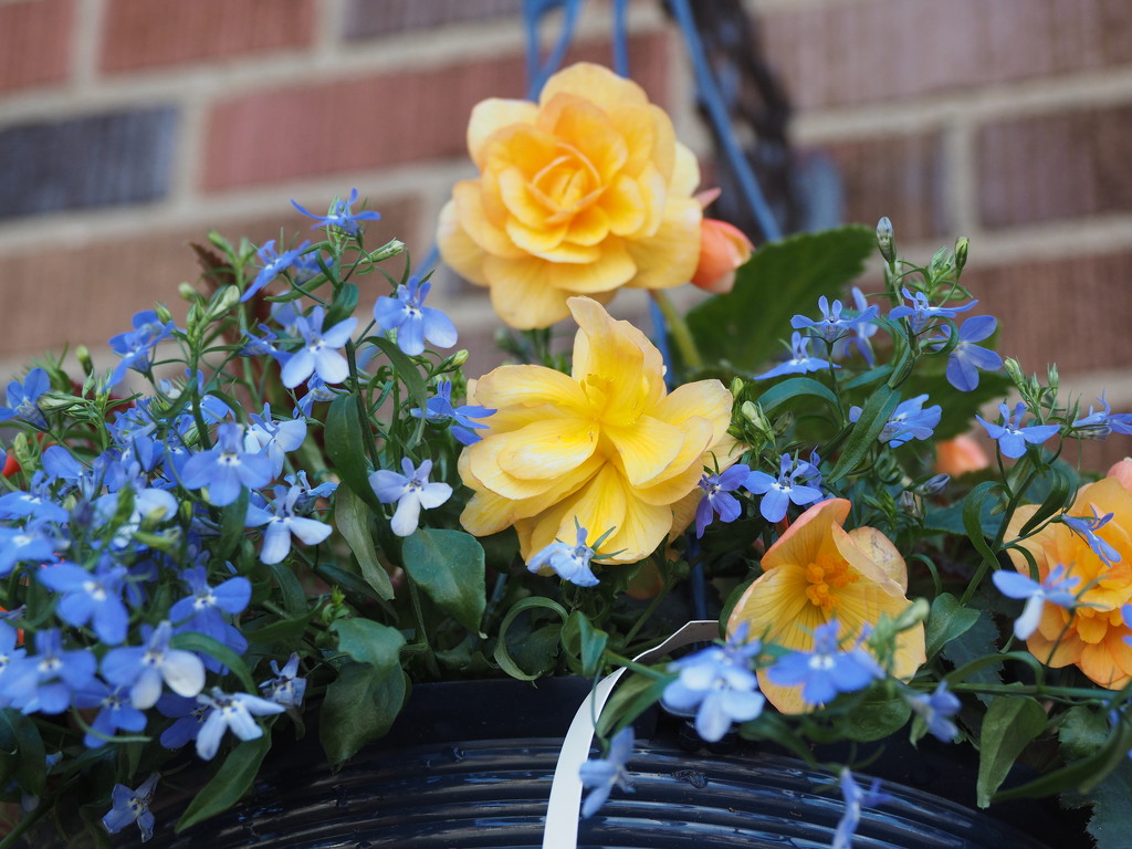 Mother's Day Basket by selkie