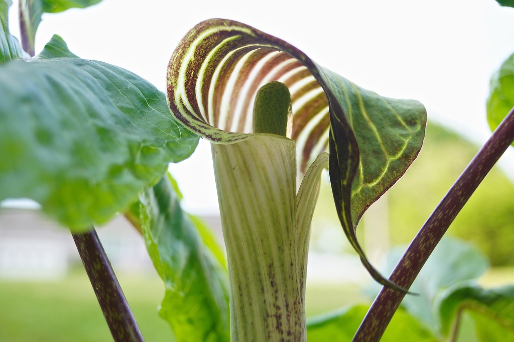 Jack-in-the -Pulpit by meotzi