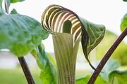 18th May 2017 - Jack-in-the -Pulpit