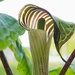 Jack-in-the -Pulpit by meotzi