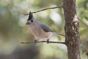 18th May 2017 - Black-crested Titmouse