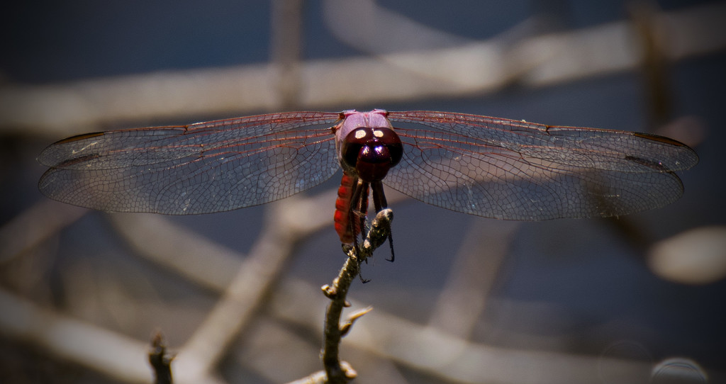 Pink Dragonfly! by rickster549