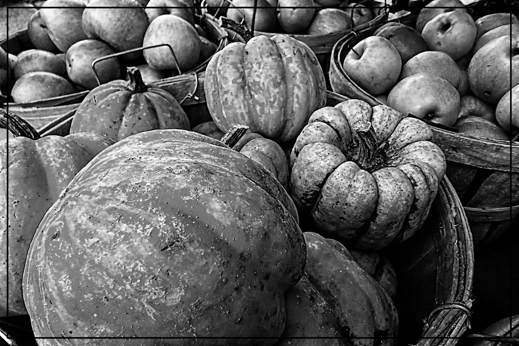 Gourds and Apples (Black and White) by olivetreeann