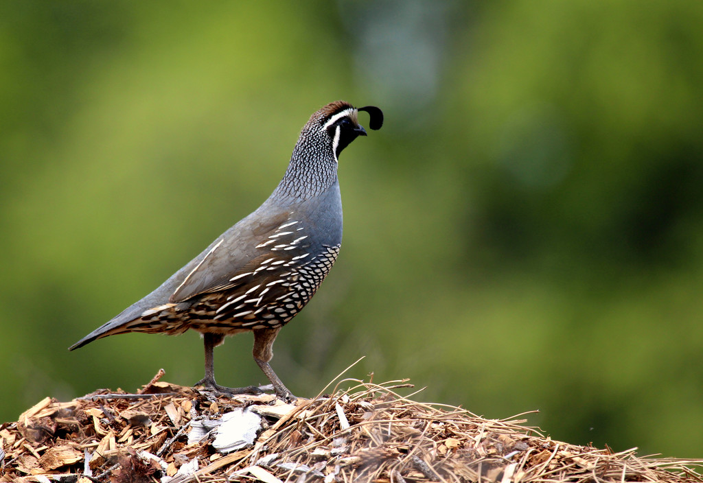 Quail on Top of the Sawdust Pile by gq